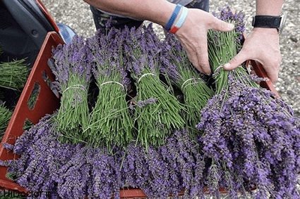 گیاه اسطوخودوس