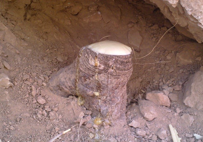 ریشه گیاه انغوزه