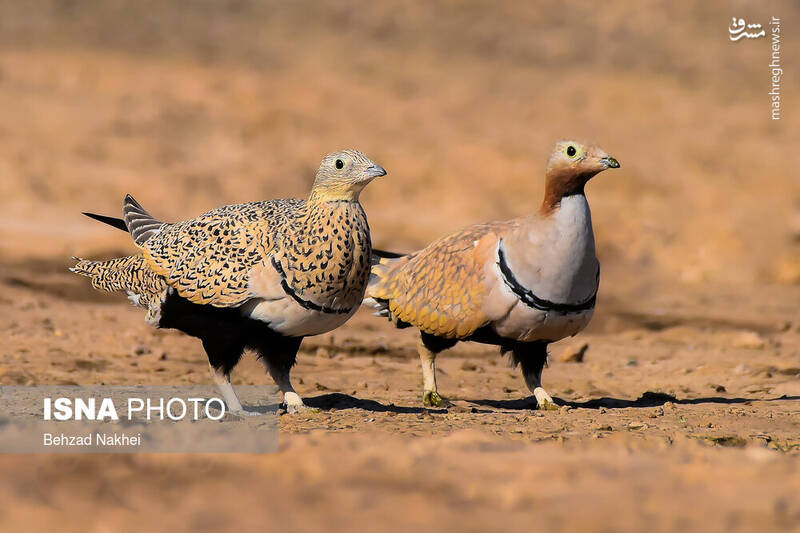 تصویر از دو بلدرچین در بیرجند