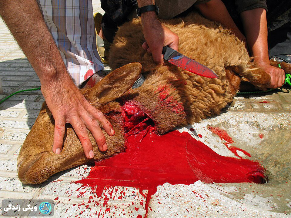 گوسفند ذبح شده به روش اسلامی