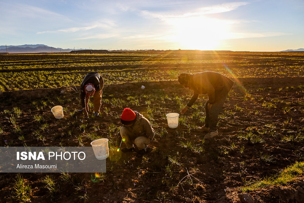 آغاز برداشت زعفران قبل از طلوع آفتاب در یکی از مزارع بیرجند