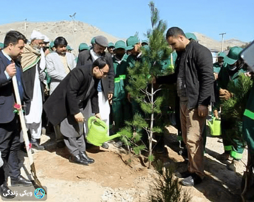 کمپین نهالشانی در هرات