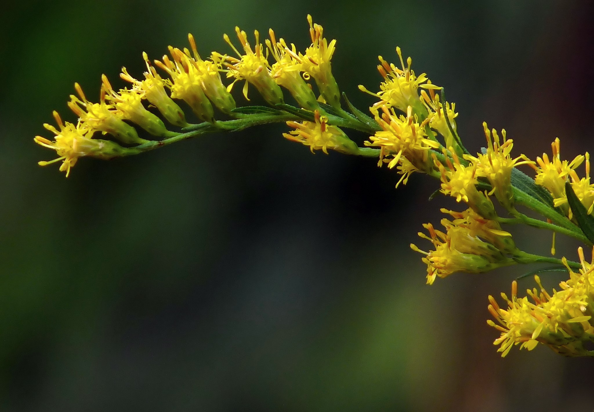 گیاه روئینه کانادایی
