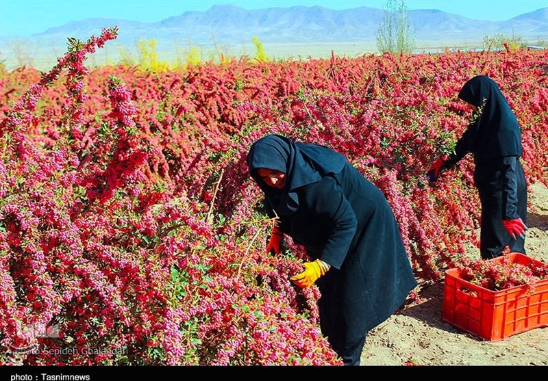 برداشت زرشک از باغات خراسان جنوبی