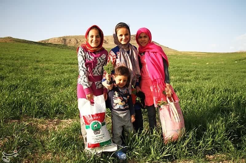 برداشت اسفناج کوهی