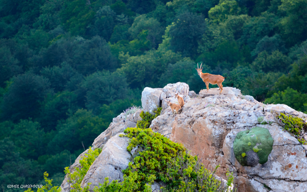 پارک ملی کیاسر