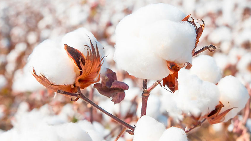 پنبه آماده برداشت