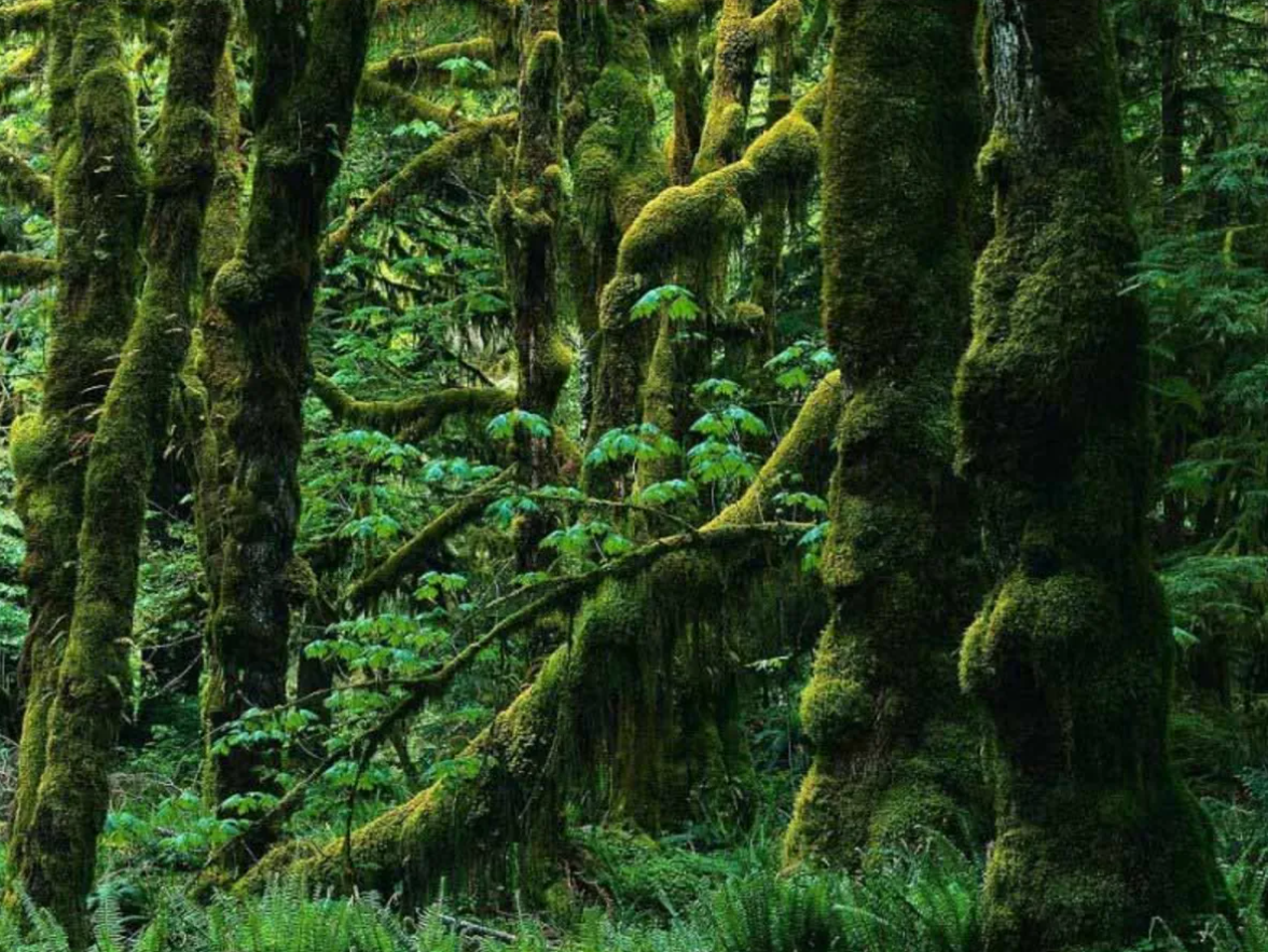 جنگل‌های هیرکانی - گرگان