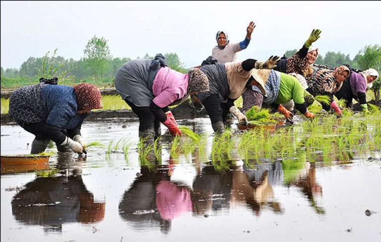 مشارکت زنان در کاشت برنج