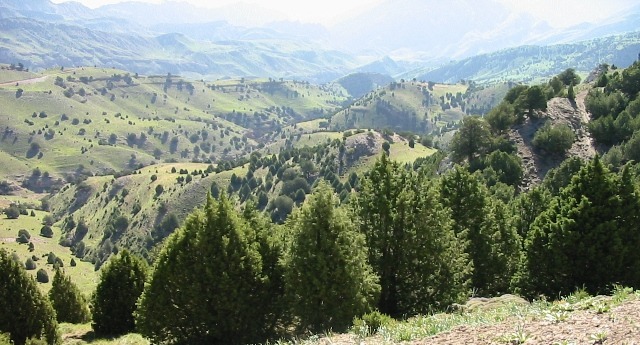 جنگل های ارس