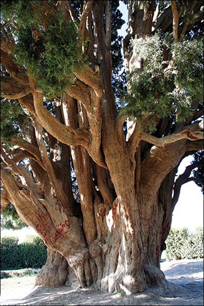 درخت چنار ۱۷۰۰ ساله در شهر خامنه