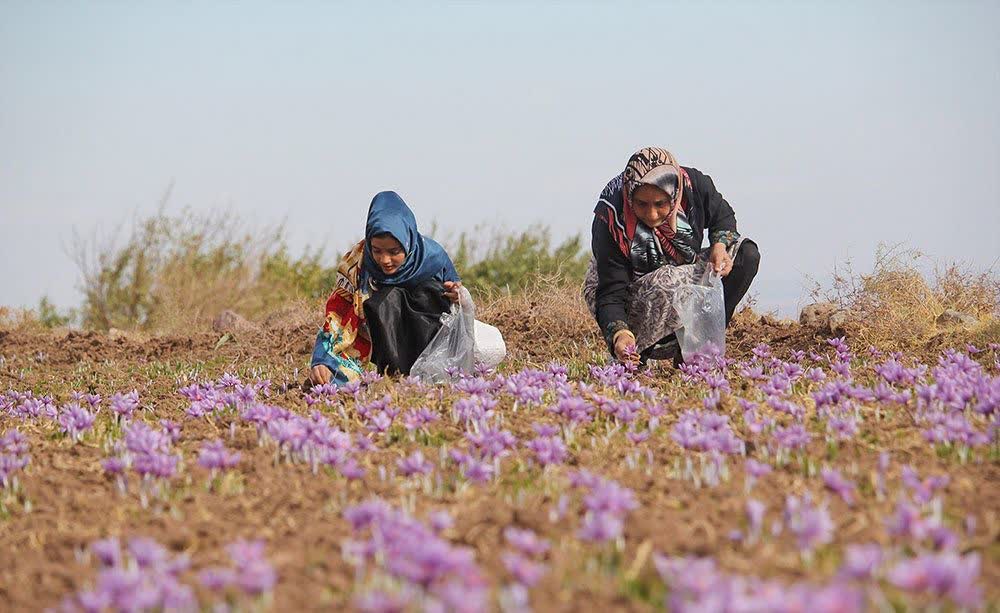 مشارکت زنان در برداشت زعفران، خراسان جنوبی