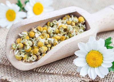 گیاه بابونه