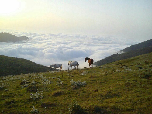 حیات وحش جواهر دشت