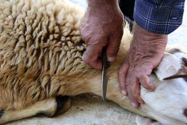 ذبح گوسفند با چاقوی تیز