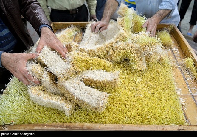 آماده‌سازی جوانه گندم برای پخت سمنو در شیراز