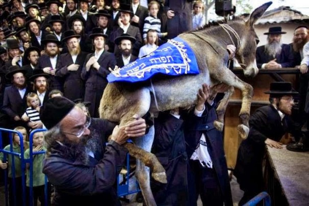 آیین تبرک جستن یهودیان به خر (عید برکت)