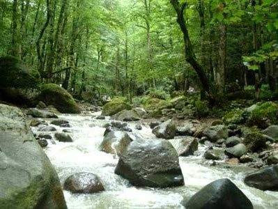 بوستان جنگلی صفارود رامسر