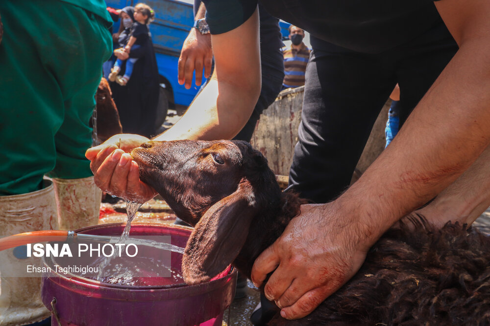 آماده کردن گوسفند قربانی برای ذبح