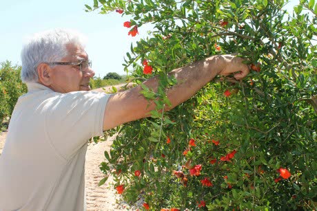 چیدن گل انار برای استفاده پزشکی