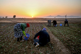 آغاز برداشت گل زعفران همزمان با طلوع خورشید-تربت حیدریه