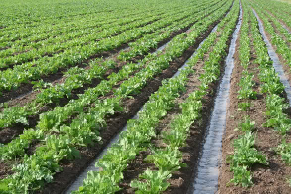 مزرعه کشت اسفناج در استان زنجان