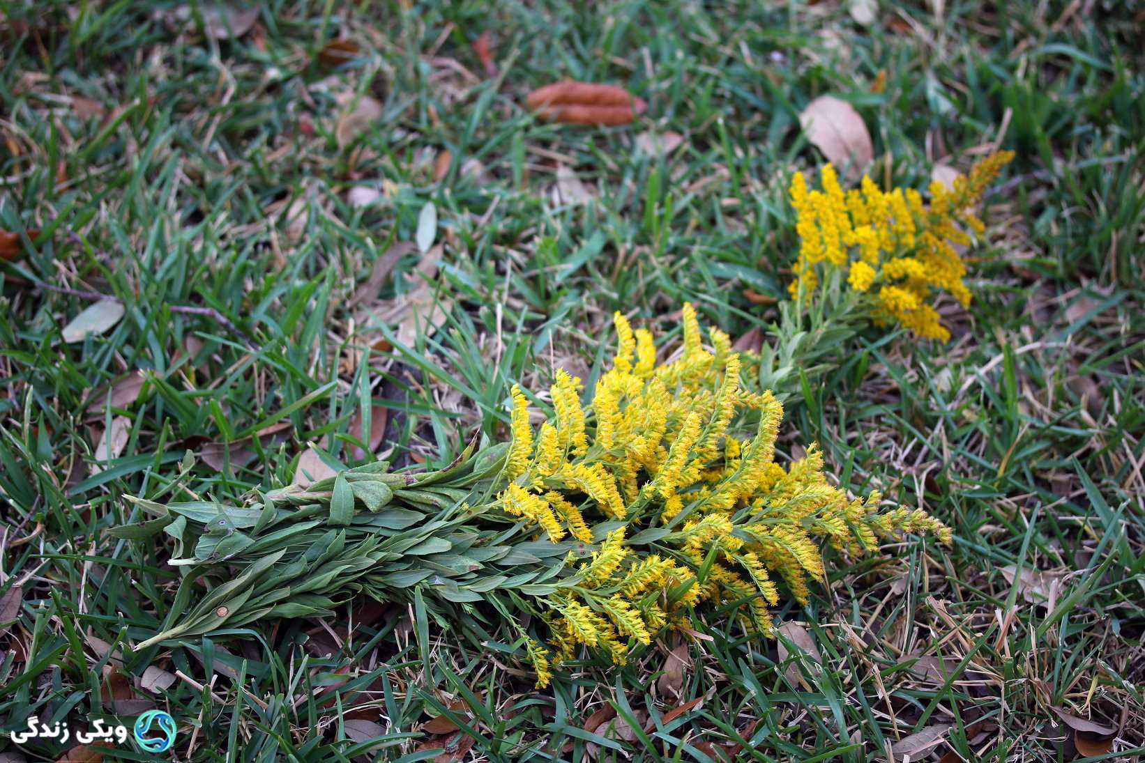 گیاه روئینه