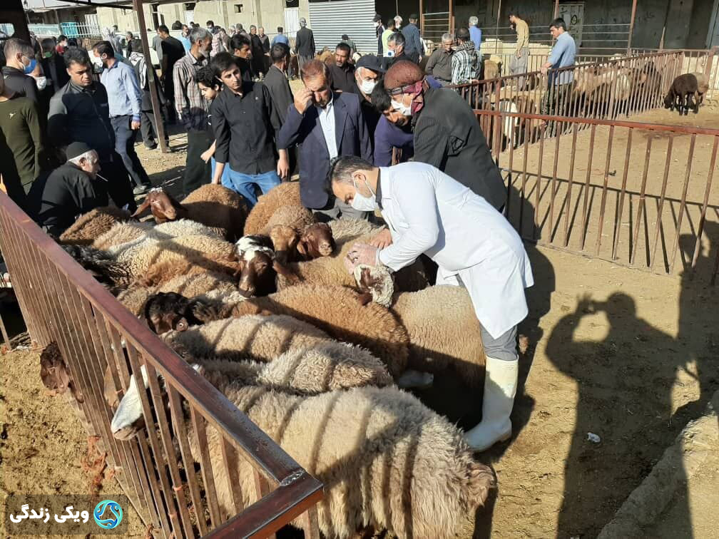 معاینه دام‌ها-بازرسان بهداشتی و شرعی