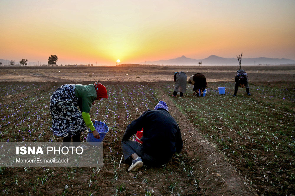 برداشت گل زعفران همزمان با طلوع خورشید؛ منطقه تربت حیدریه