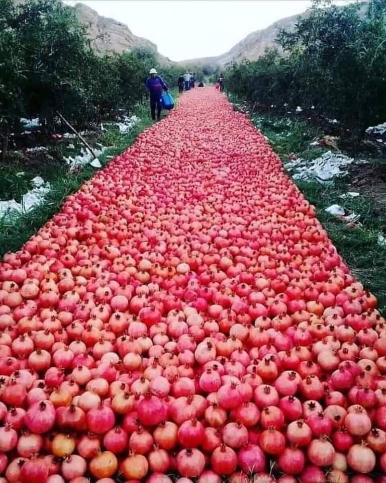 یکی از باغ‌های انار ساوه در استان مرکزی ایران