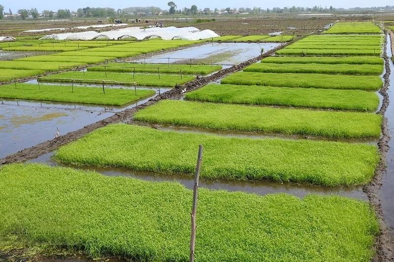 نشاکاری در شالیزارهای گیلان