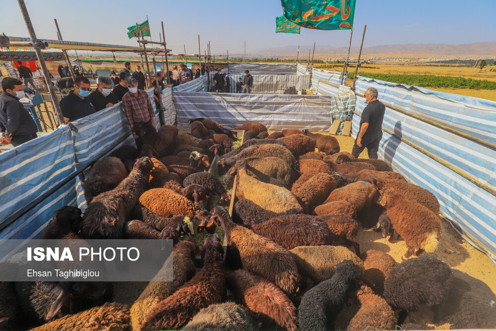 نگهداری گوسفندان اهدایی به حسینه اعظم دومین قربانگاه جهان اسلام بعد از منا