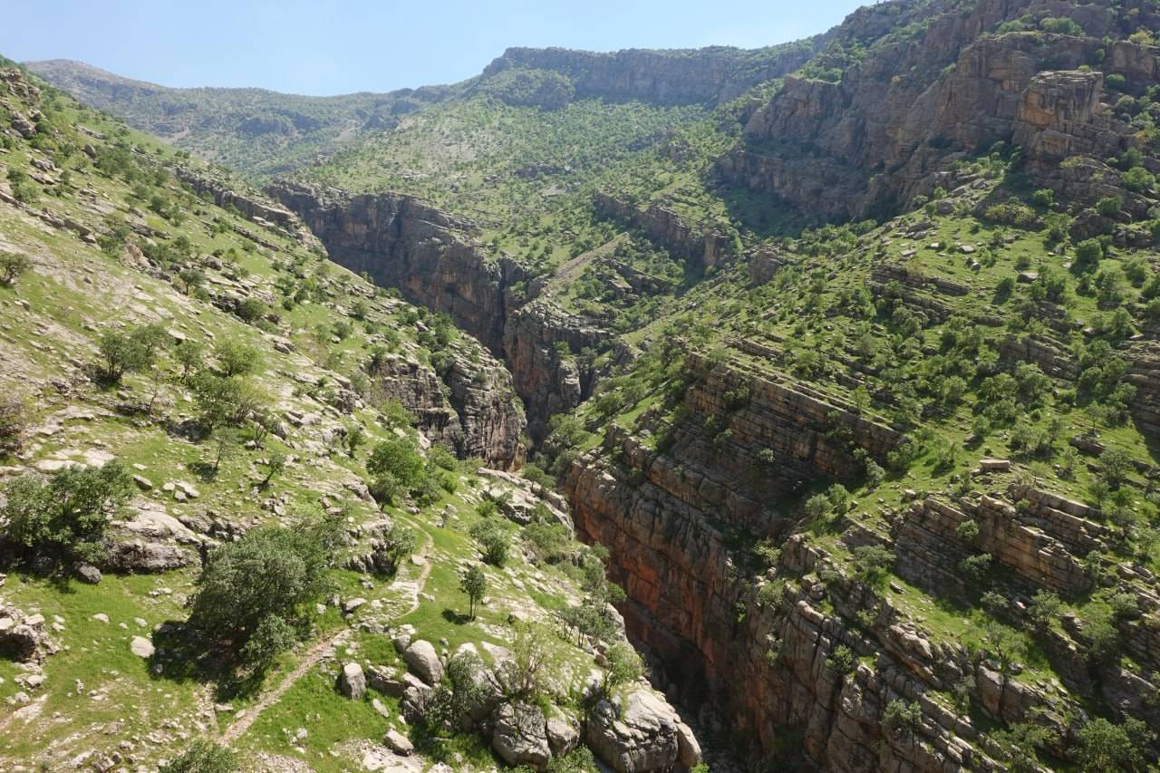 پوشش گیاهی منطقه شامنگشت