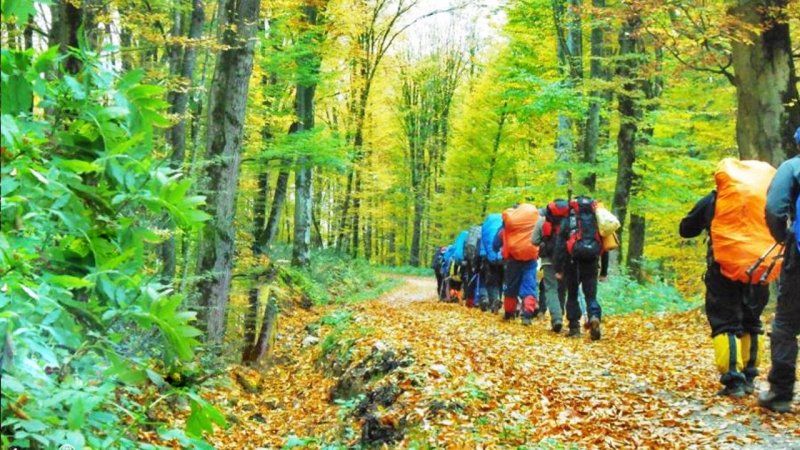 حضور گردشگران در جنگل راش