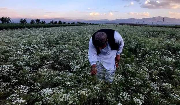 مزرعه کاشت زیره در هرات افغانستان