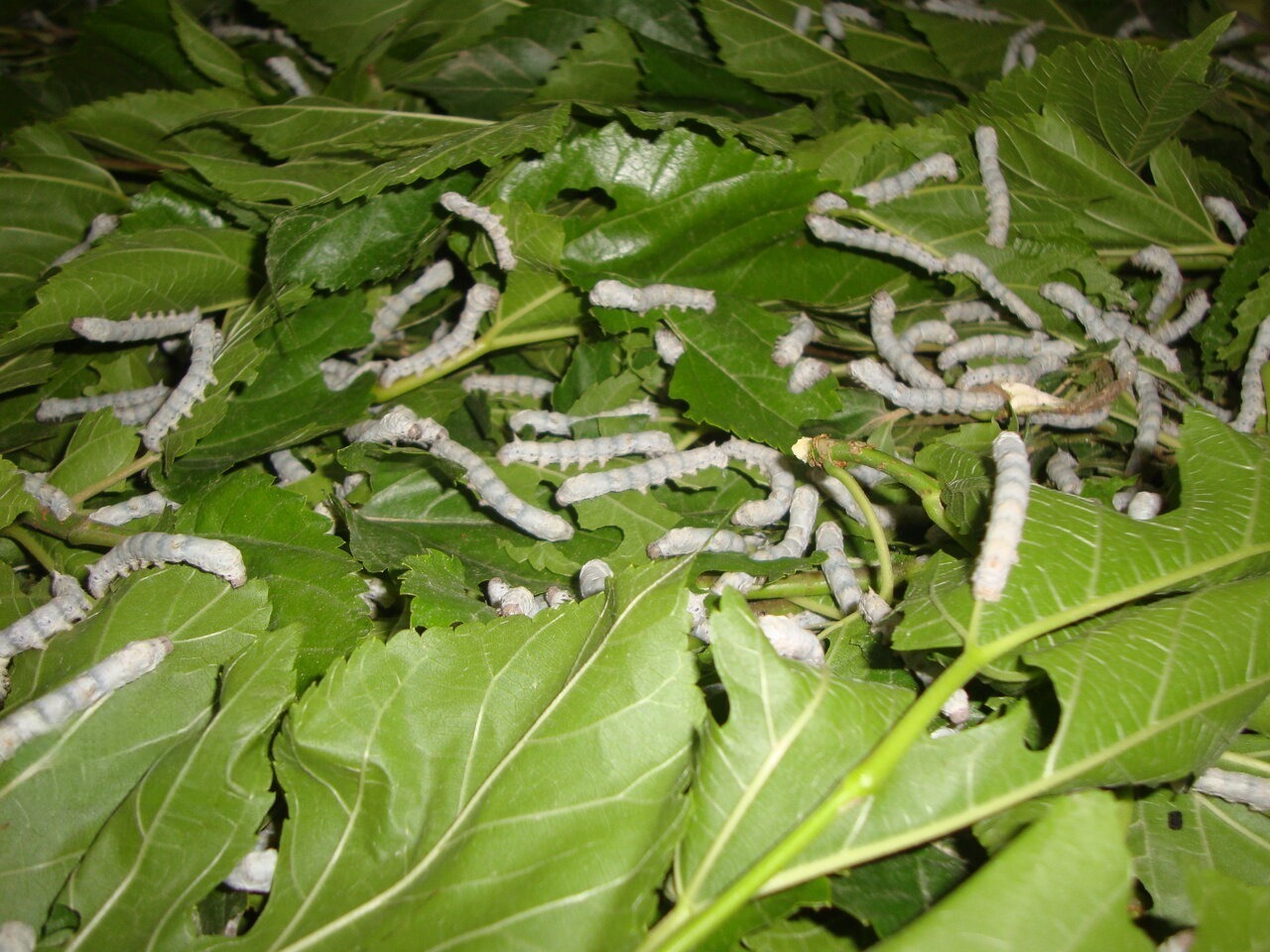 کرم ابریشم توت