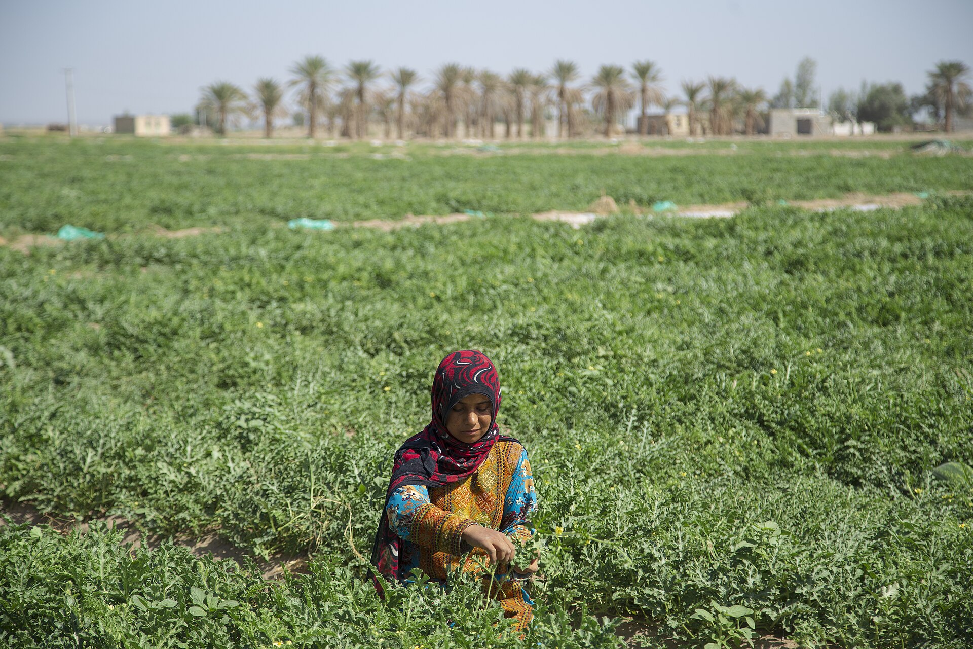 مردم بلوچ - جنوب استان کرمان- استان سیستان و بلوچستان