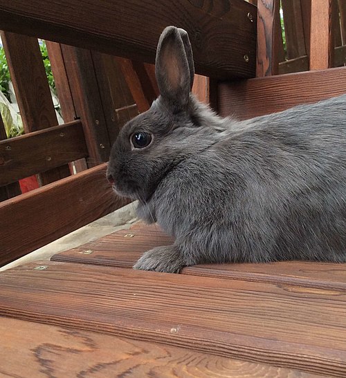 خرگوش هلندی خانگی