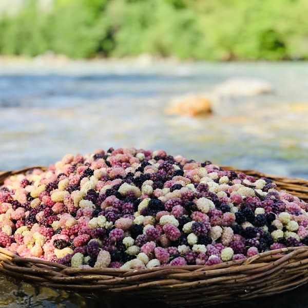 توت کبود-توت خودی-توت سفید