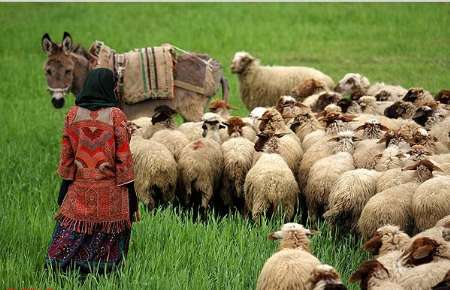 دامپروری در ترکمن