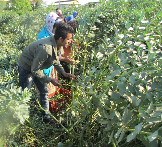 برداشت باقلا از مزارع قائمشهر استان مازندران