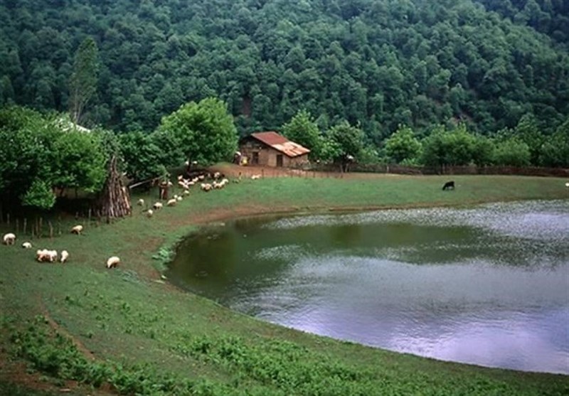 جنگل فندقلو