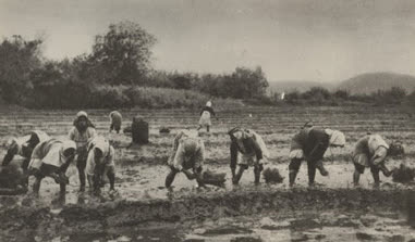 فعالیت زنان گیلانی در امور کشاورزی در دوره قاجار