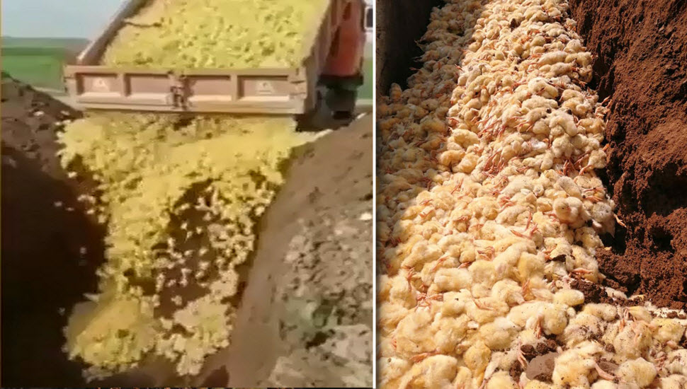 زنده بهگور کردن جوجههای یکروزه