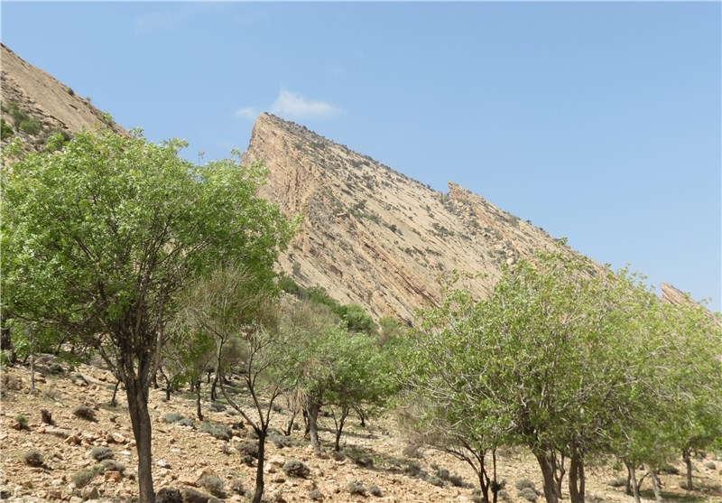 جنگل شاتیز جهرم