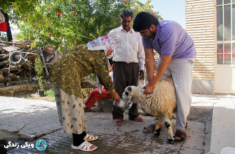 آماده کردن قربانی برای ذبح