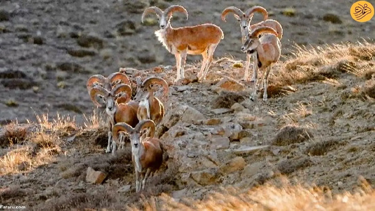 گله‌ی قوچ و میش ارمنی در ارتفاعات لرستان
