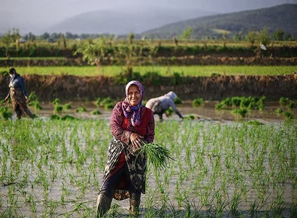 نشاکاری برنج