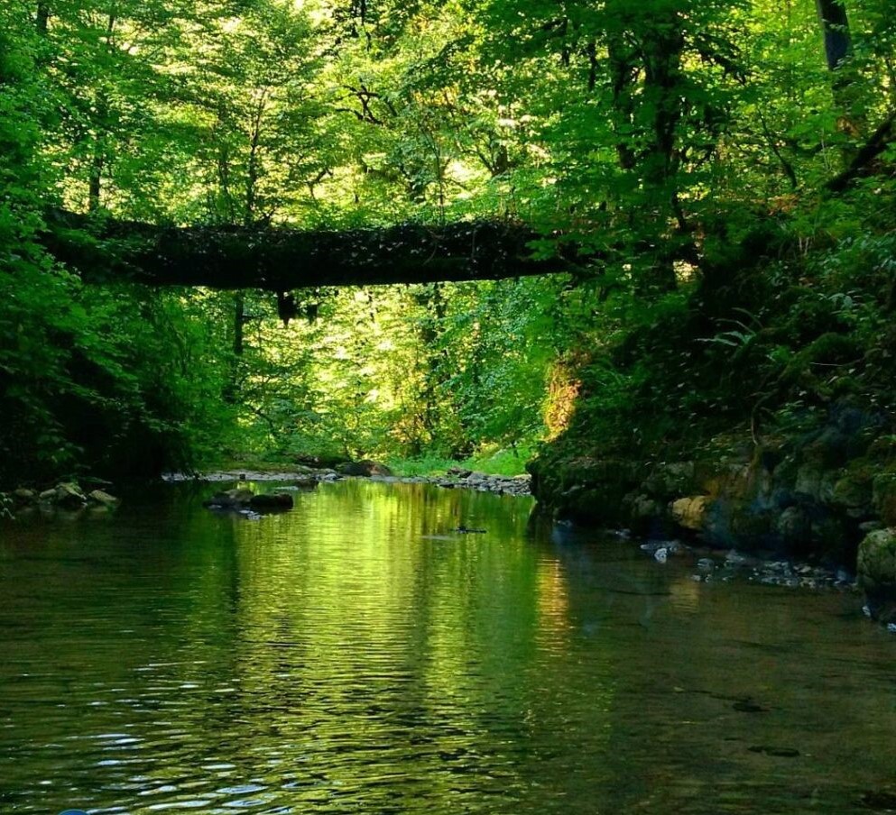 جنگل خشکه داران