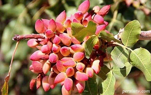 پسته نارس بر روی شاخه